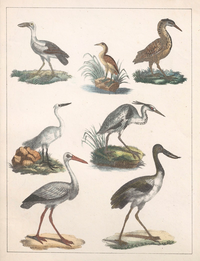 Anton Benedikt Reichenbach - Natural History (Galerya obrazowa zwiérząt czyli Historya naturalna) Pl.42