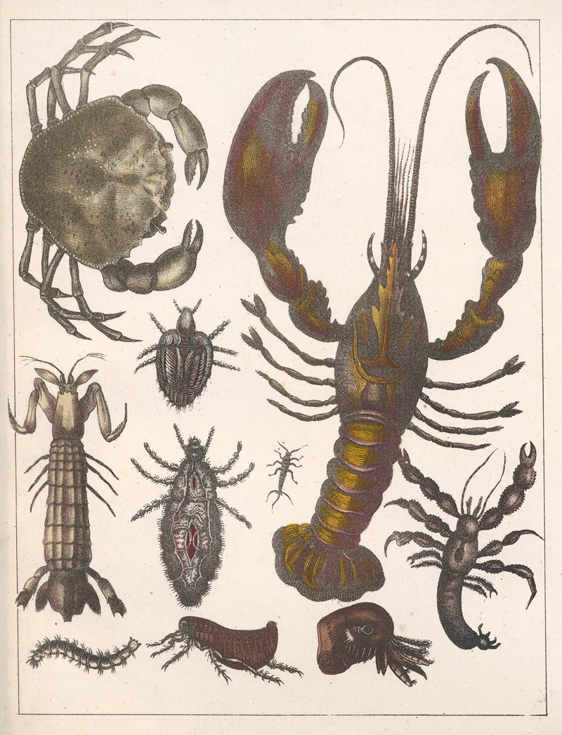 Anton Benedikt Reichenbach - Natural History (Galerya obrazowa zwiérząt czyli Historya naturalna) Pl.44