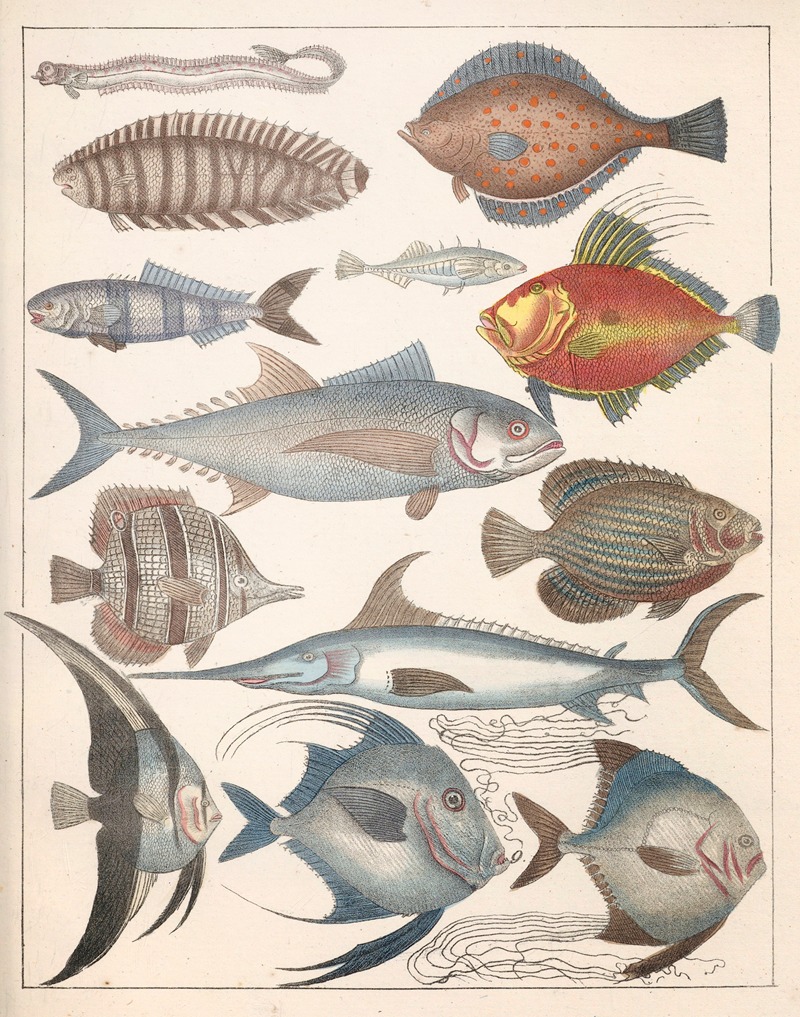 Anton Benedikt Reichenbach - Natural History (Galerya obrazowa zwiérząt czyli Historya naturalna) Pl.47