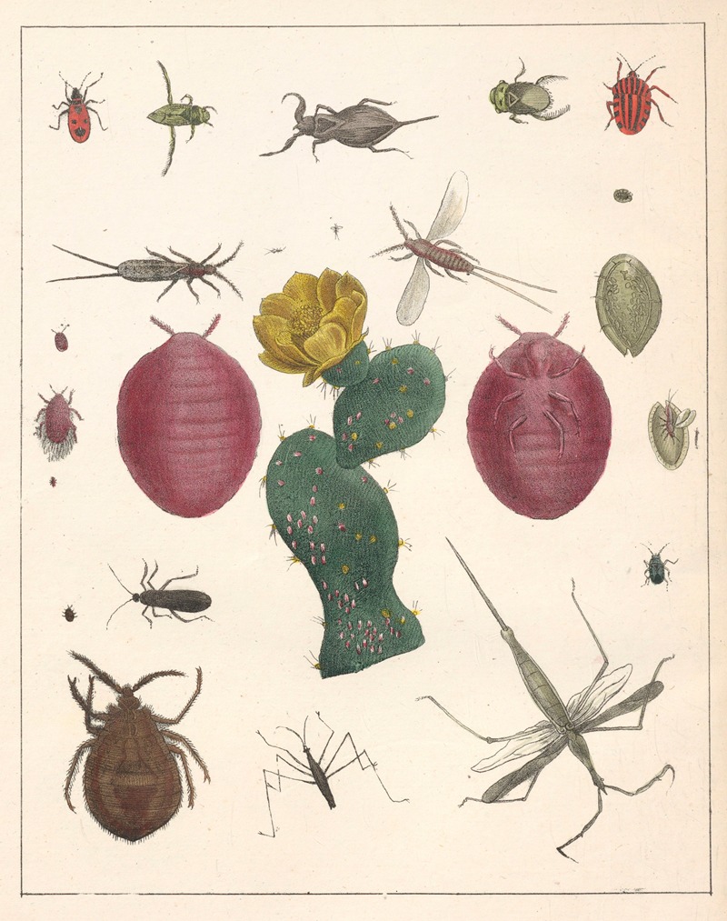 Anton Benedikt Reichenbach - Natural History (Galerya obrazowa zwiérząt czyli Historya naturalna) Pl.48