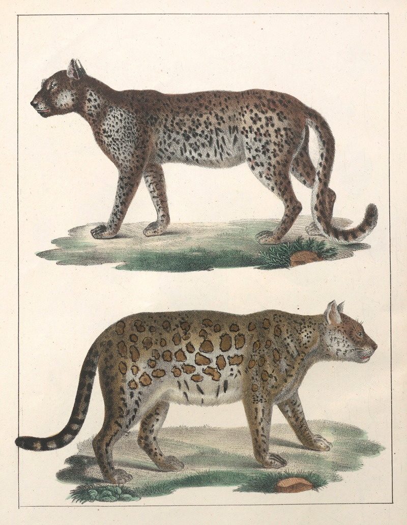 Anton Benedikt Reichenbach - Natural History (Galerya obrazowa zwiérząt czyli Historya naturalna) Pl.49