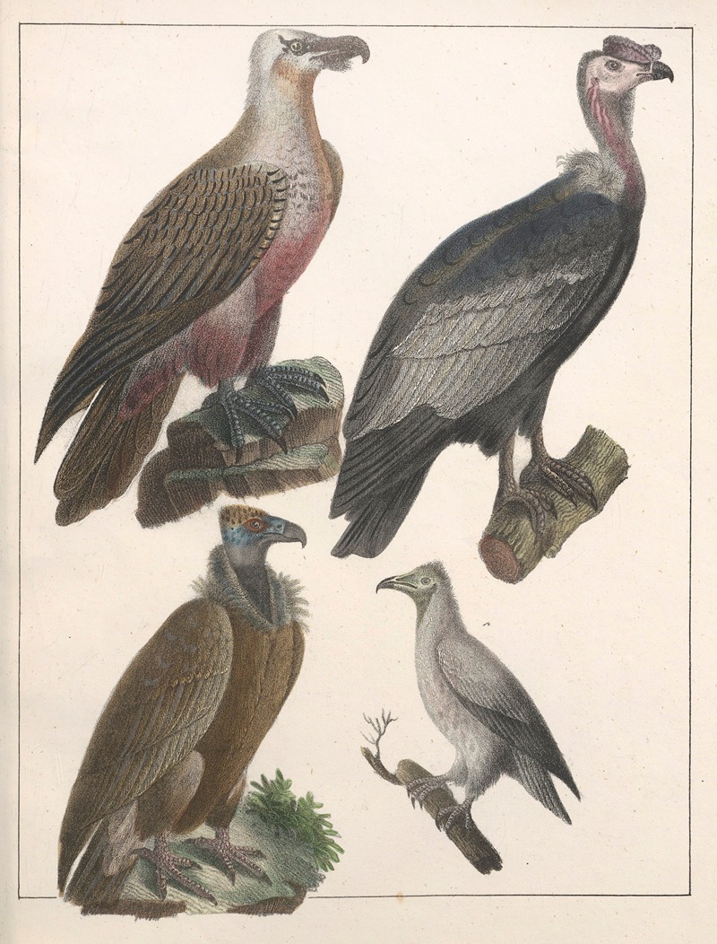 Anton Benedikt Reichenbach - Natural History (Galerya obrazowa zwiérząt czyli Historya naturalna) Pl.50