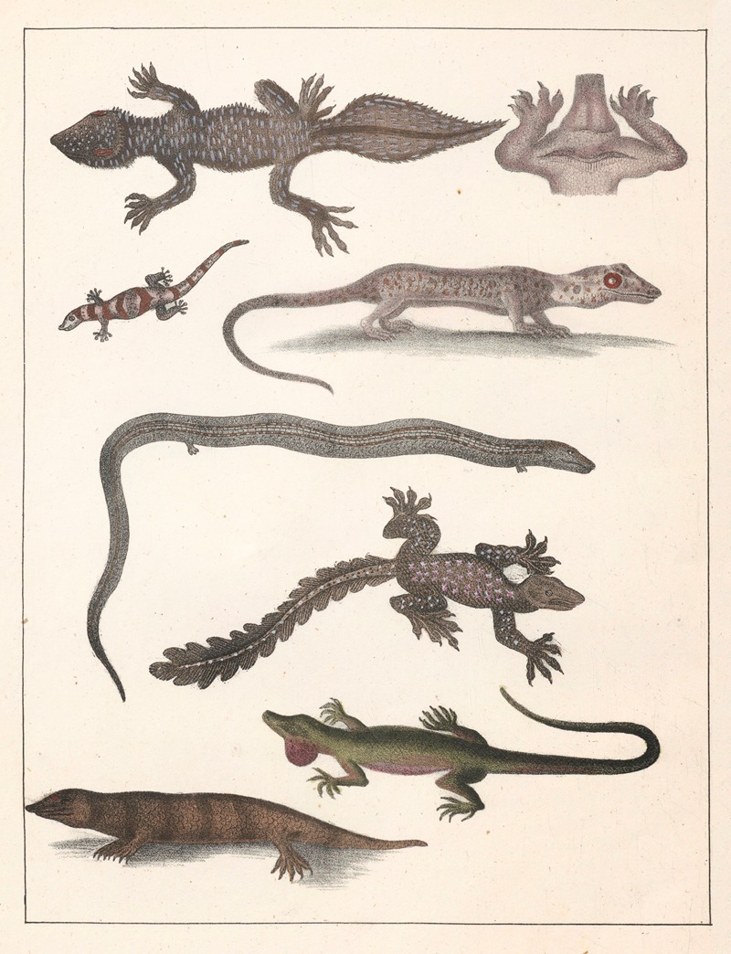 Anton Benedikt Reichenbach - Natural History (Galerya obrazowa zwiérząt czyli Historya naturalna) Pl.51