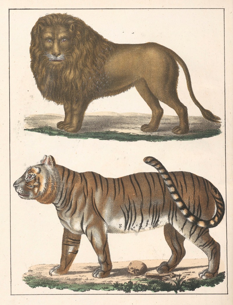 Anton Benedikt Reichenbach - Natural History (Galerya obrazowa zwiérząt czyli Historya naturalna) Pl.53