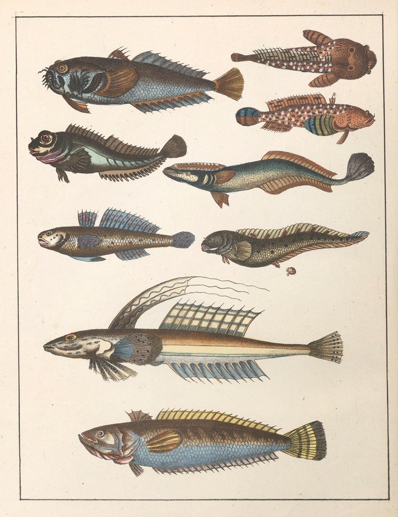 Anton Benedikt Reichenbach - Natural History (Galerya obrazowa zwiérząt czyli Historya naturalna) Pl.55