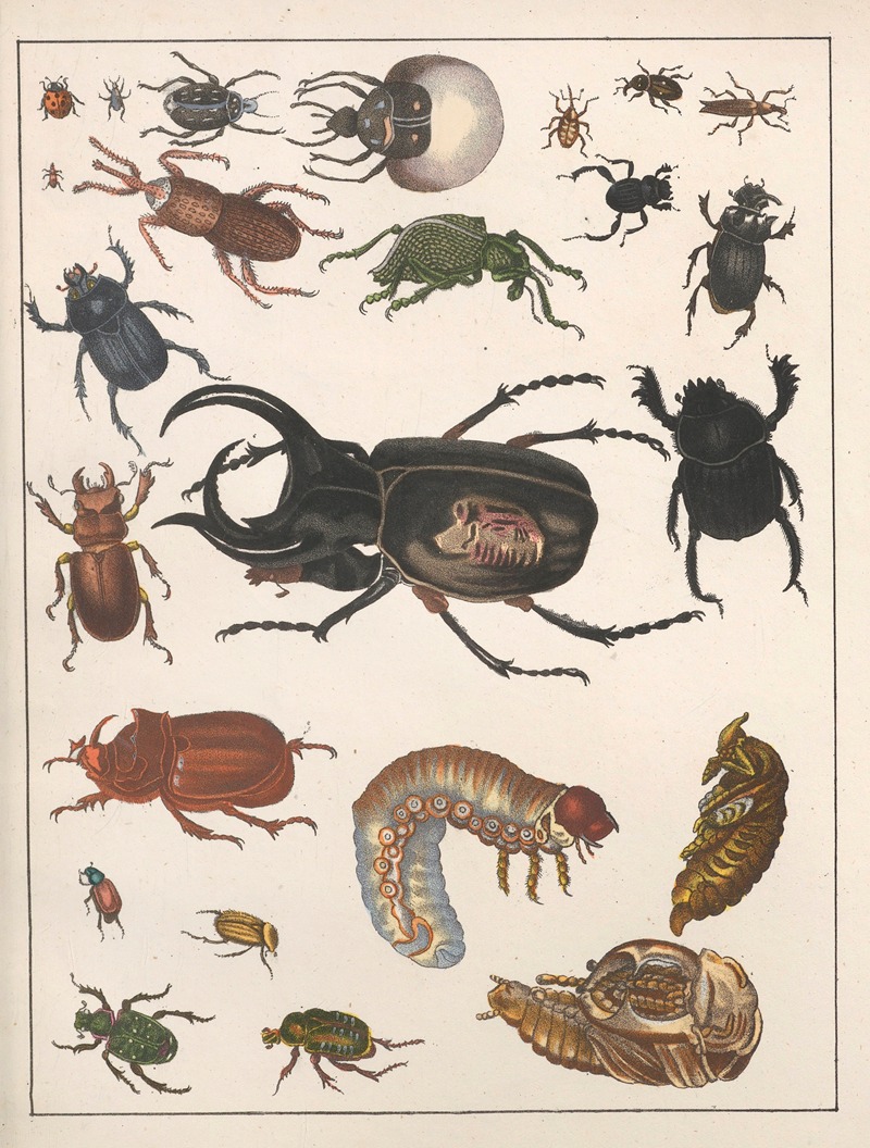 Anton Benedikt Reichenbach - Natural History (Galerya obrazowa zwiérząt czyli Historya naturalna) Pl.56