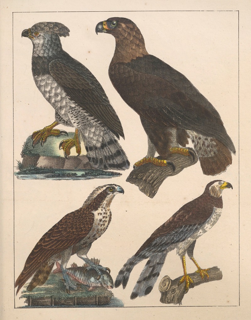 Anton Benedikt Reichenbach - Natural History (Galerya obrazowa zwiérząt czyli Historya naturalna) Pl.58
