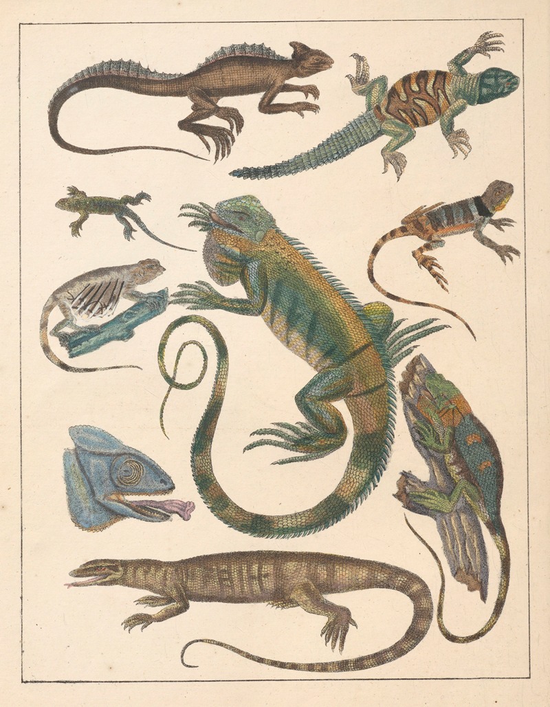 Anton Benedikt Reichenbach - Natural History (Galerya obrazowa zwiérząt czyli Historya naturalna) Pl.59