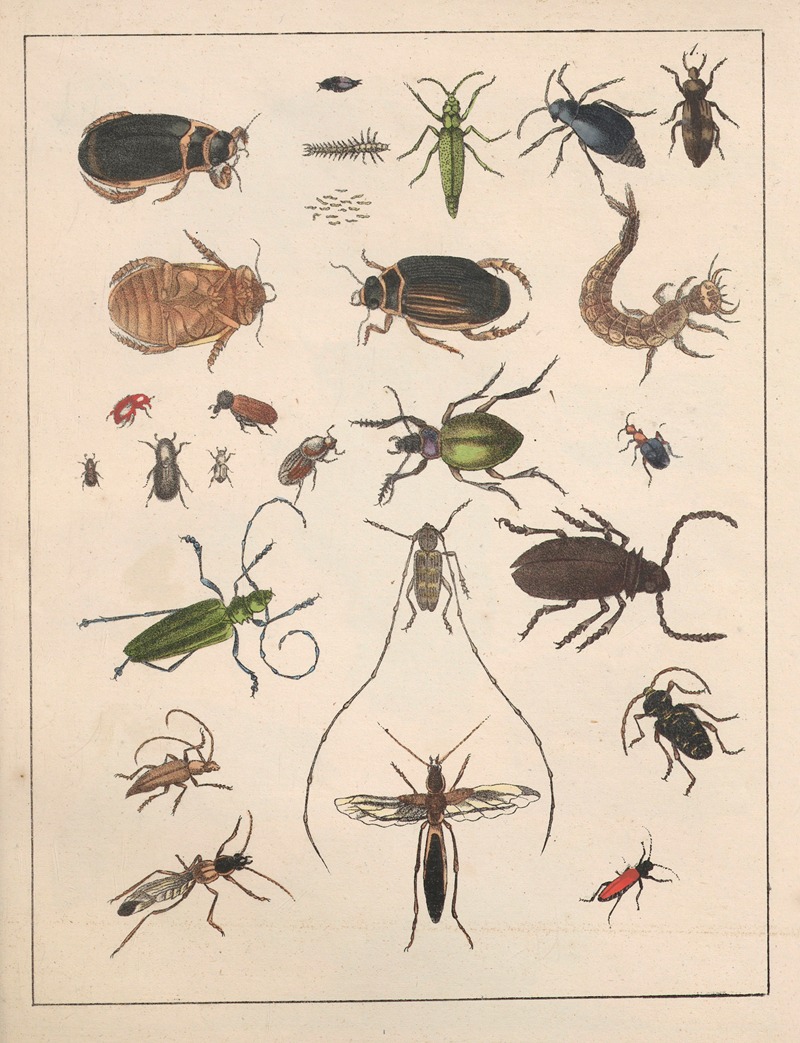 Anton Benedikt Reichenbach - Natural History (Galerya obrazowa zwiérząt czyli Historya naturalna) Pl.60