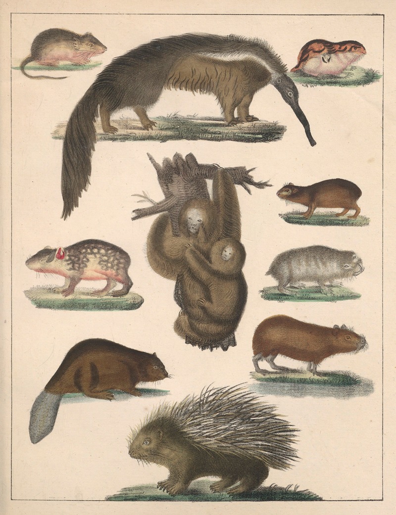 Anton Benedikt Reichenbach - Natural History (Galerya obrazowa zwiérząt czyli Historya naturalna) Pl.61
