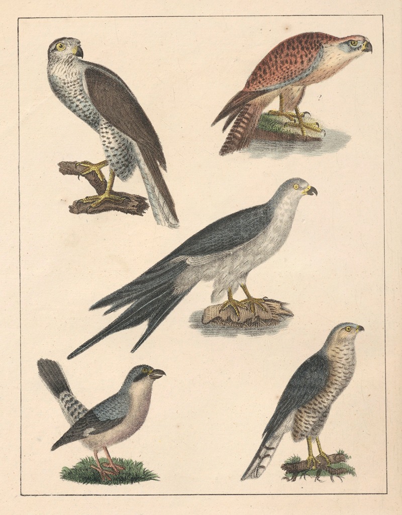 Anton Benedikt Reichenbach - Natural History (Galerya obrazowa zwiérząt czyli Historya naturalna) Pl.62