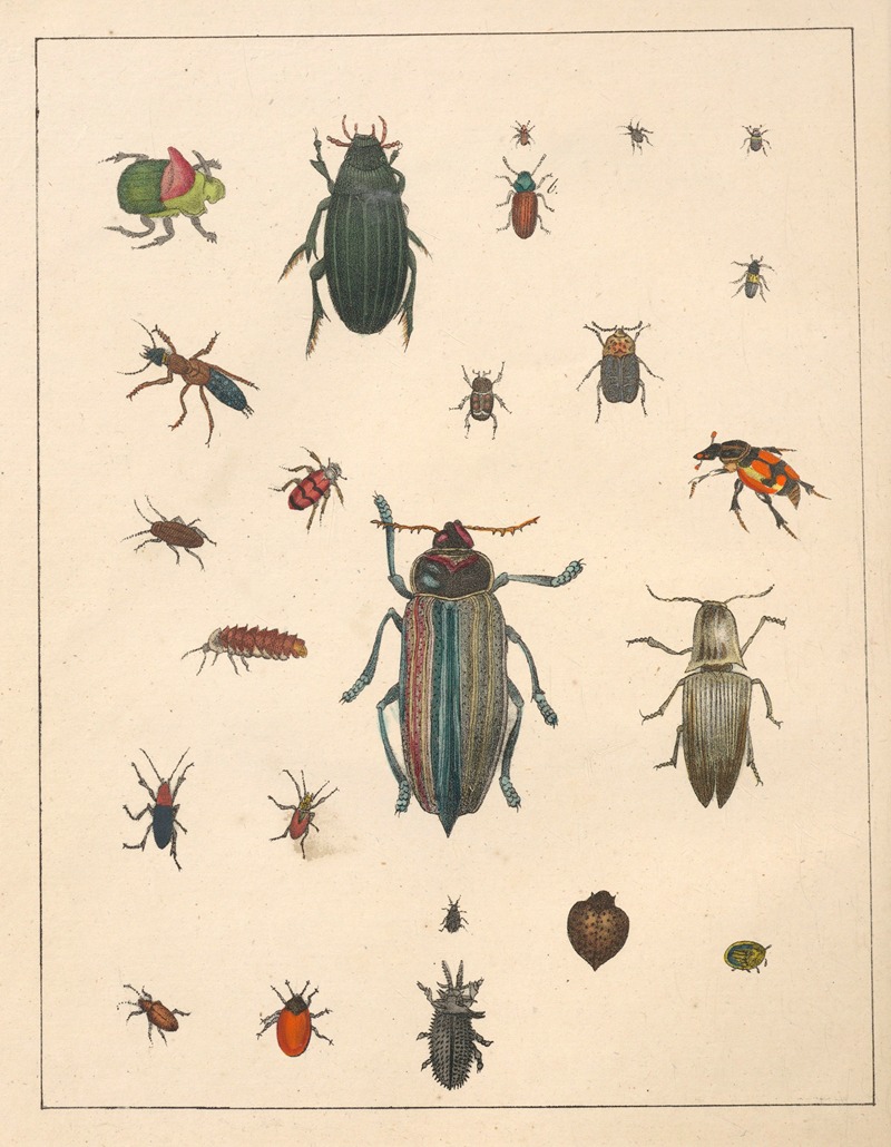 Anton Benedikt Reichenbach - Natural History (Galerya obrazowa zwiérząt czyli Historya naturalna) Pl.64