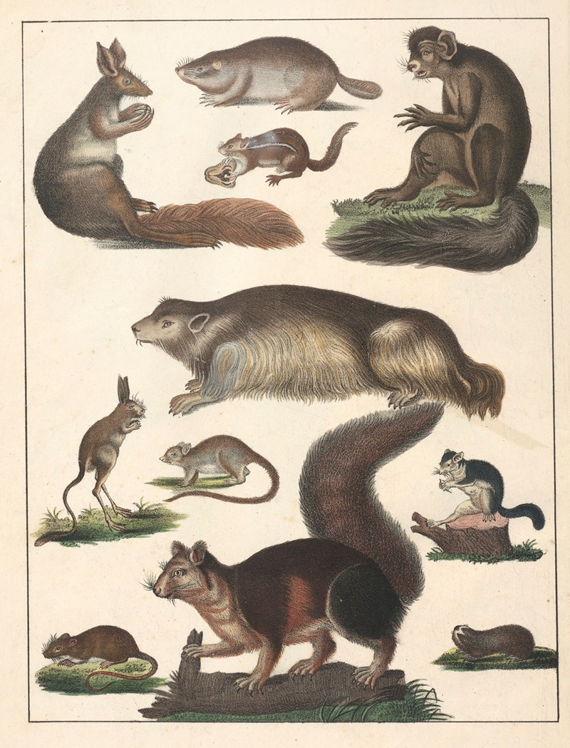 Anton Benedikt Reichenbach - Natural History (Galerya obrazowa zwiérząt czyli Historya naturalna) Pl.65