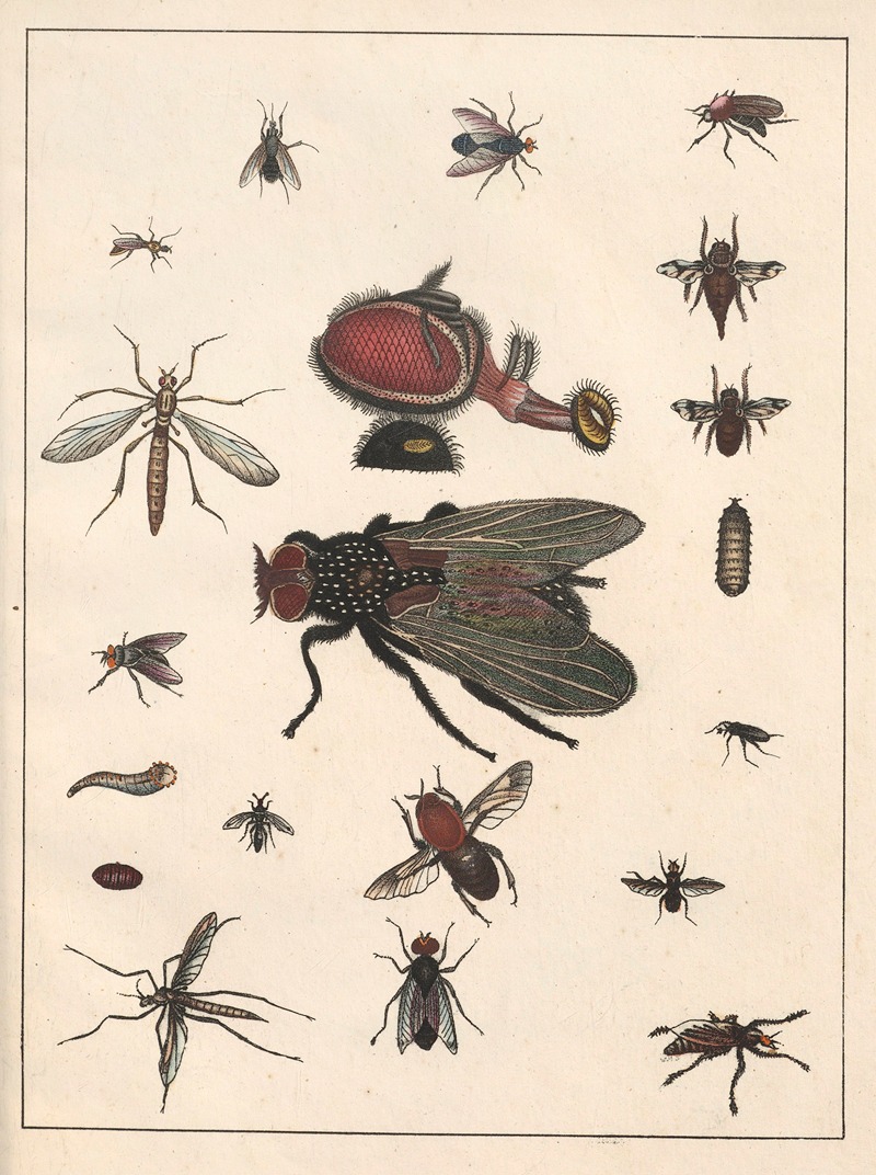 Anton Benedikt Reichenbach - Natural History (Galerya obrazowa zwiérząt czyli Historya naturalna) Pl.68
