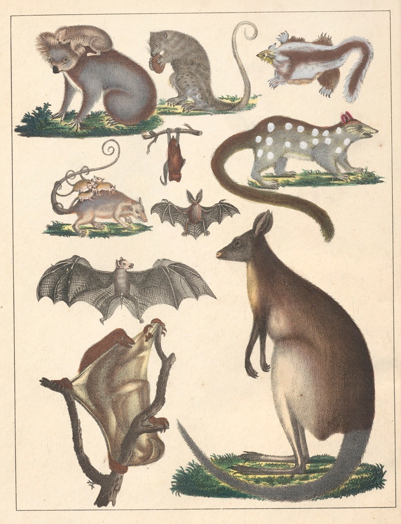 Anton Benedikt Reichenbach - Natural History (Galerya obrazowa zwiérząt czyli Historya naturalna) Pl.69