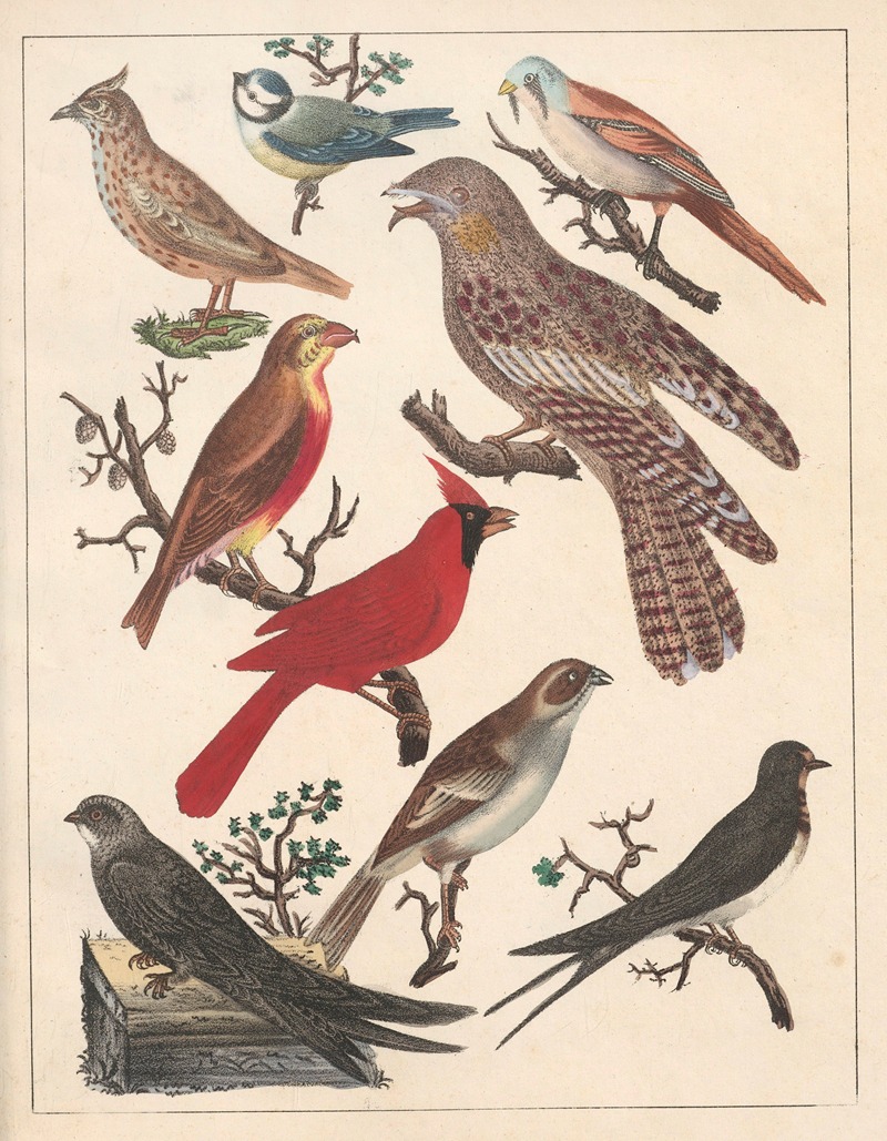 Anton Benedikt Reichenbach - Natural History (Galerya obrazowa zwiérząt czyli Historya naturalna) Pl.70