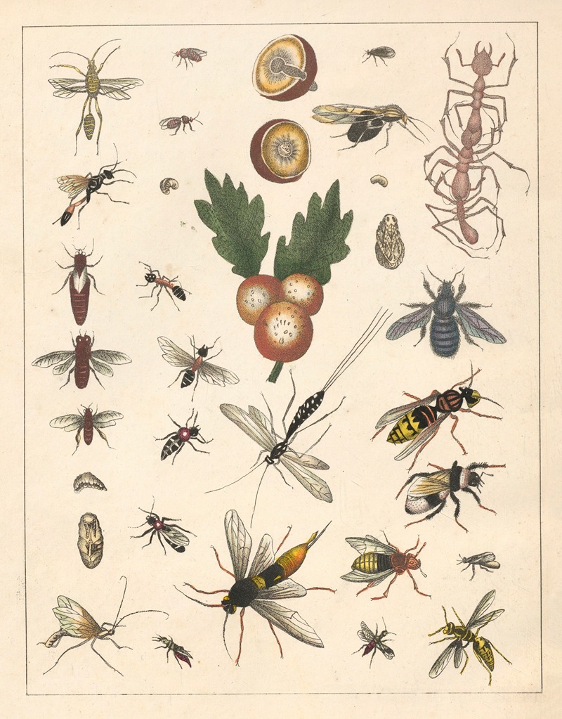Anton Benedikt Reichenbach - Natural History (Galerya obrazowa zwiérząt czyli Historya naturalna) Pl.71