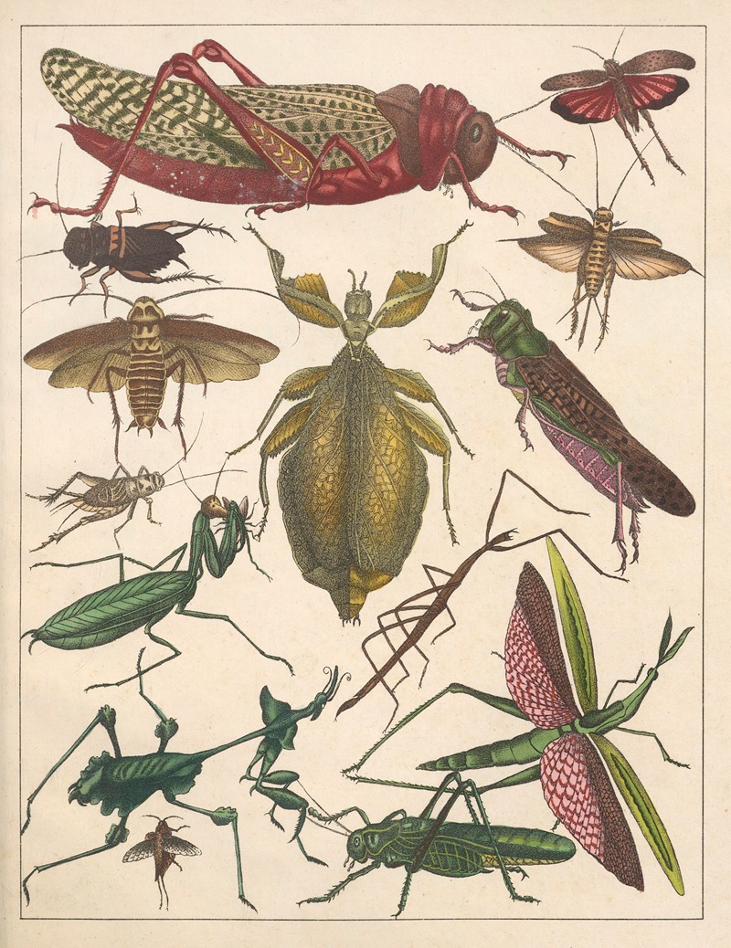 Anton Benedikt Reichenbach - Natural History (Galerya obrazowa zwiérząt czyli Historya naturalna) Pl.72