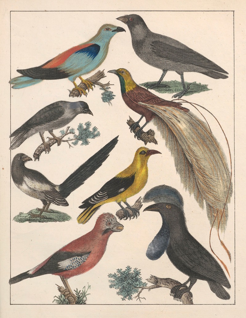 Anton Benedikt Reichenbach - Natural History (Galerya obrazowa zwiérząt czyli Historya naturalna) Pl.74