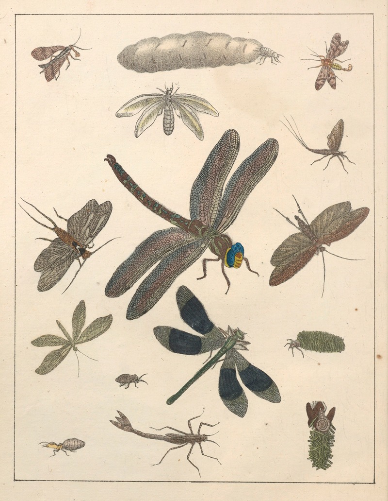 Anton Benedikt Reichenbach - Natural History (Galerya obrazowa zwiérząt czyli Historya naturalna) Pl.75