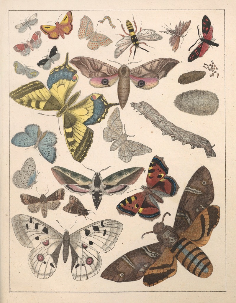 Anton Benedikt Reichenbach - Natural History (Galerya obrazowa zwiérząt czyli Historya naturalna) Pl.76