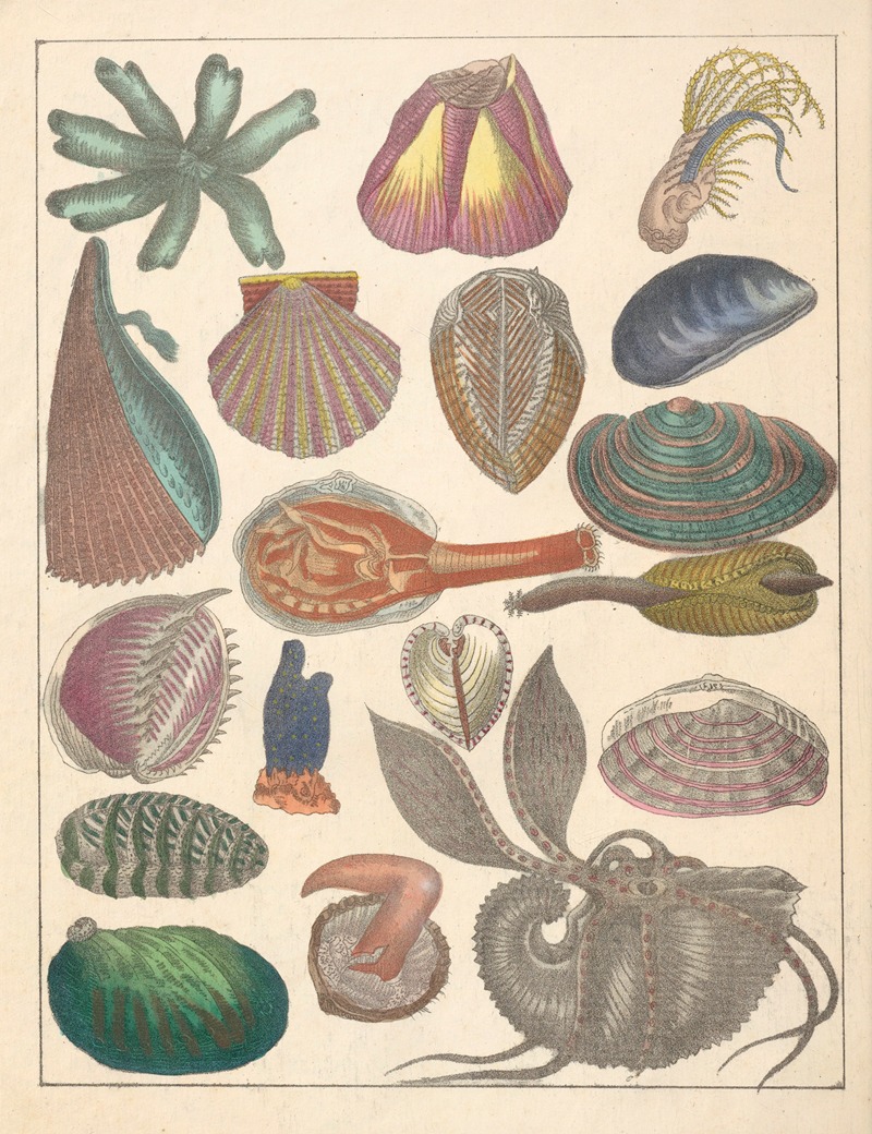 Anton Benedikt Reichenbach - Natural History (Galerya obrazowa zwiérząt czyli Historya naturalna) Pl.79