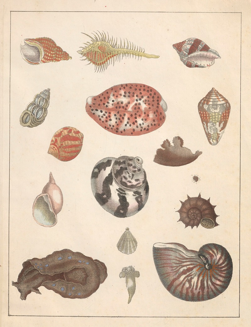 Anton Benedikt Reichenbach - Natural History (Galerya obrazowa zwiérząt czyli Historya naturalna) Pl.80