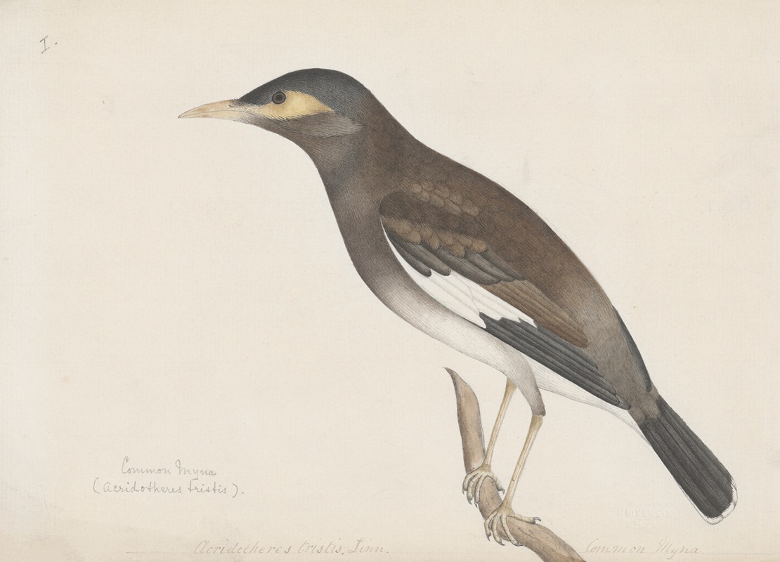 Anonymous - Indian birds Pl.01