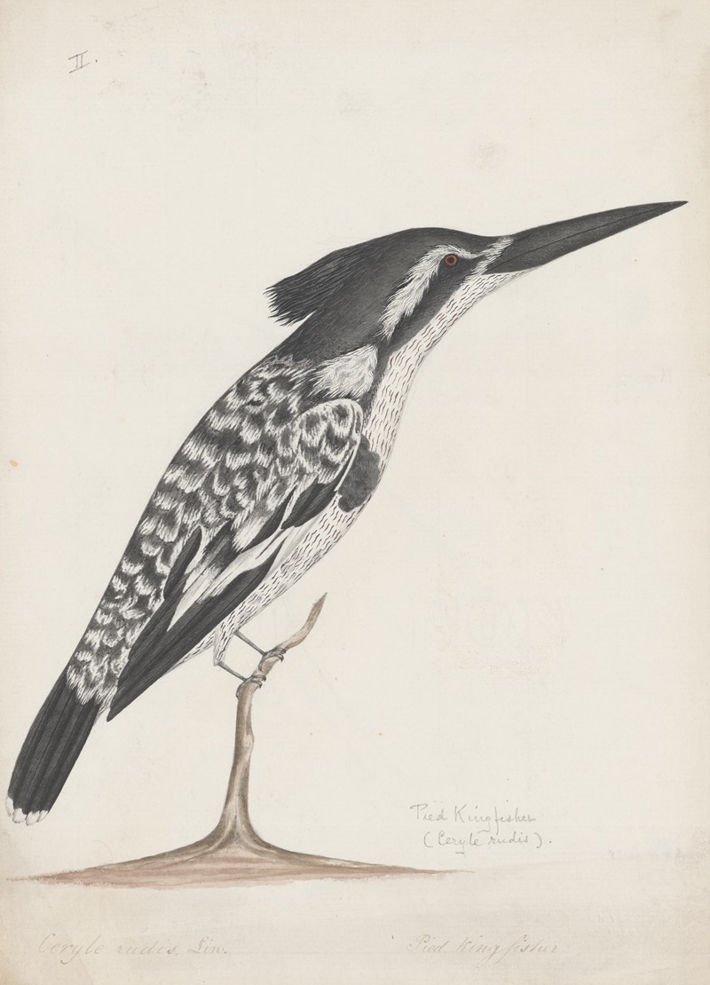 Anonymous - Indian birds Pl.02