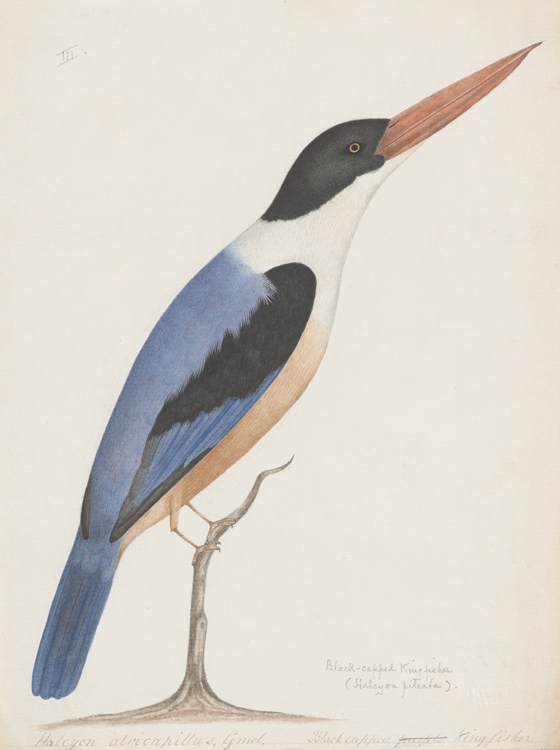 Anonymous - Indian birds Pl.03