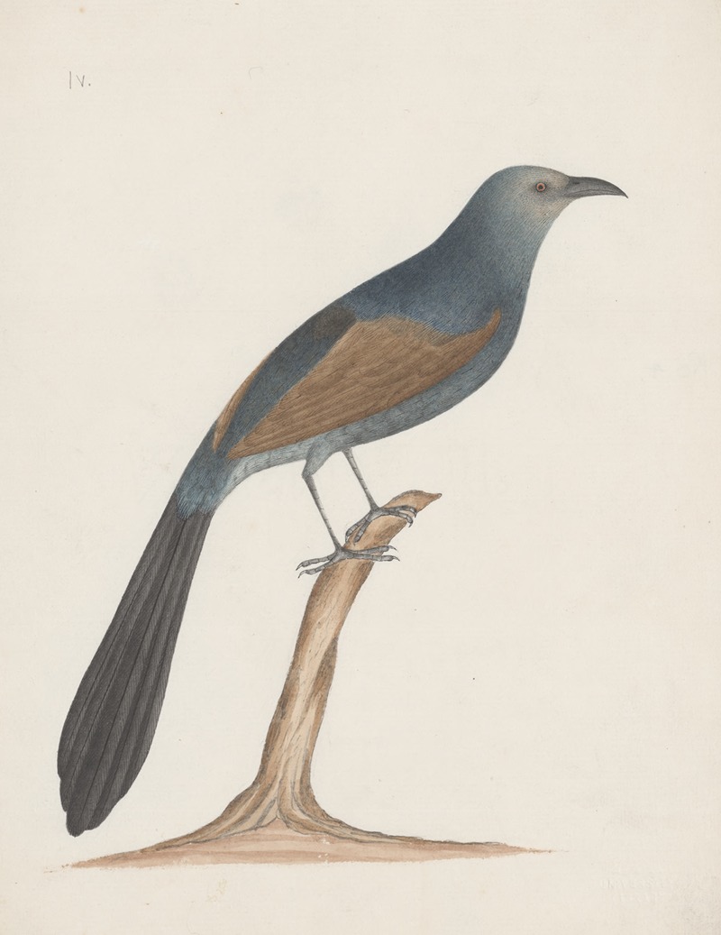 Anonymous - Indian birds Pl.04