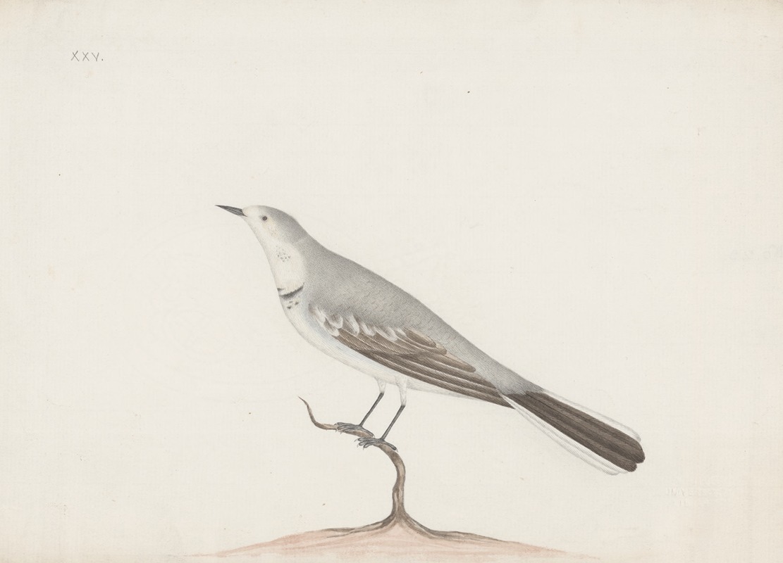 Anonymous - Indian birds Pl.06