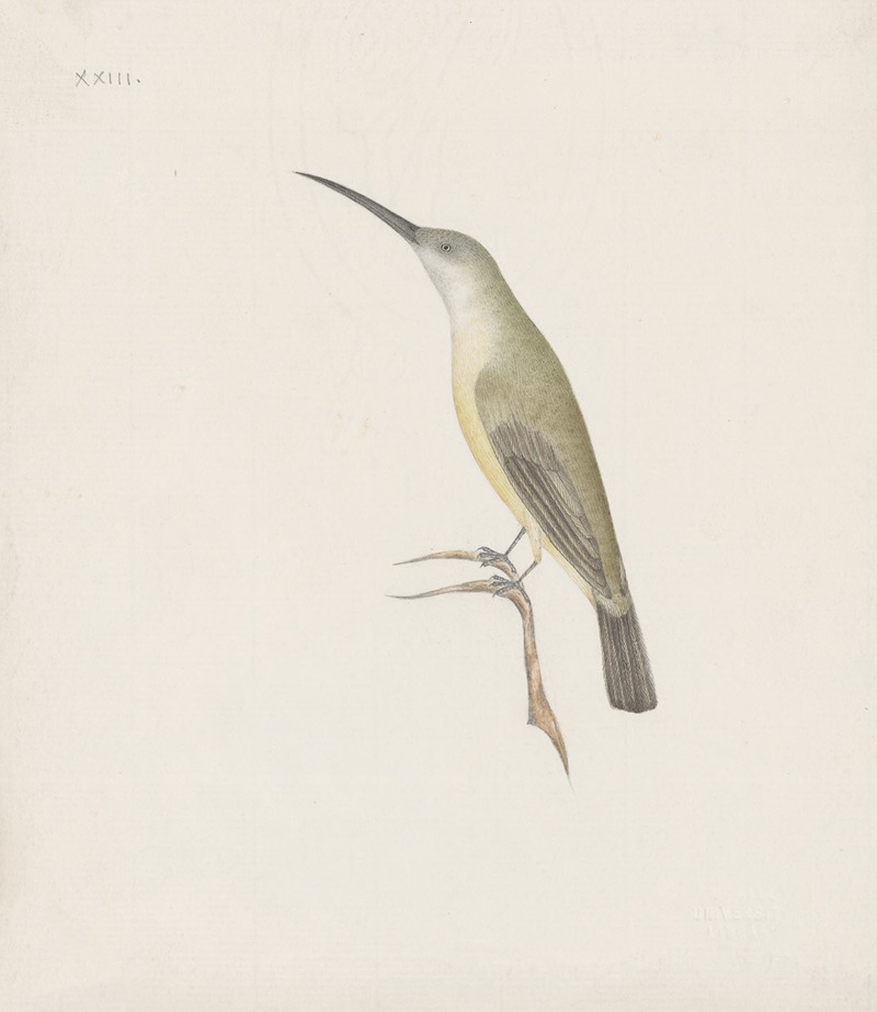 Anonymous - Indian birds Pl.08