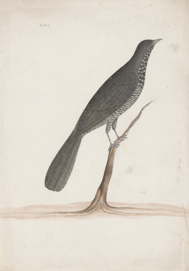 Anonymous - Indian birds Pl.09