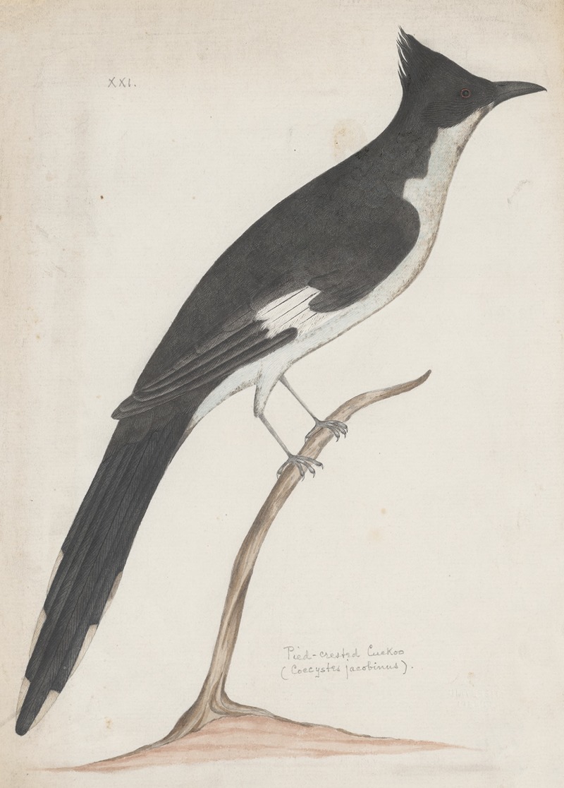 Anonymous - Indian birds Pl.10
