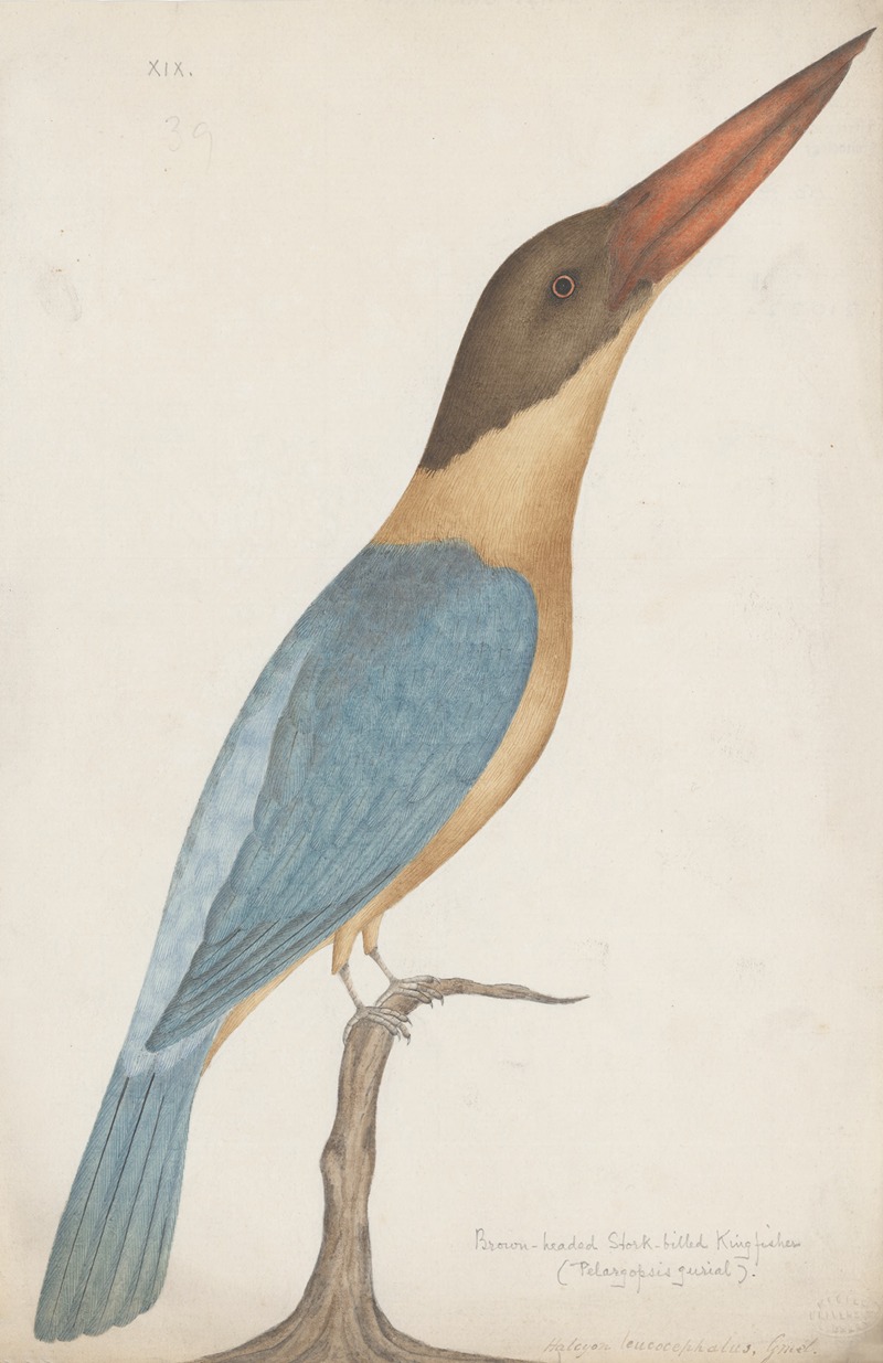 Anonymous - Indian birds Pl.11