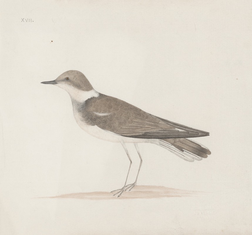 Anonymous - Indian birds Pl.13
