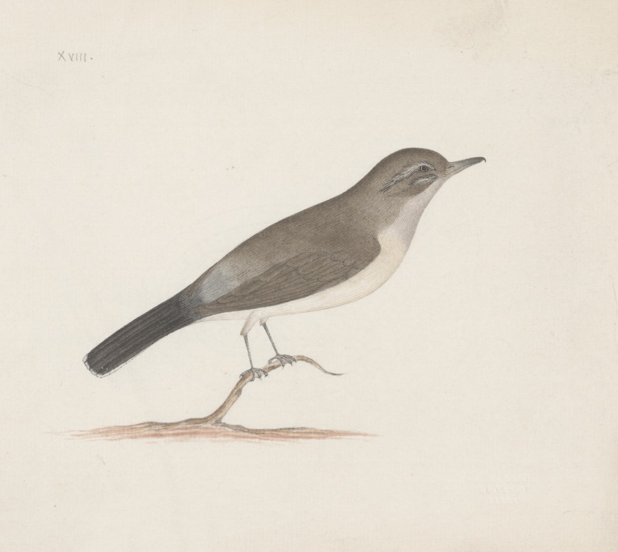 Anonymous - Indian birds Pl.14