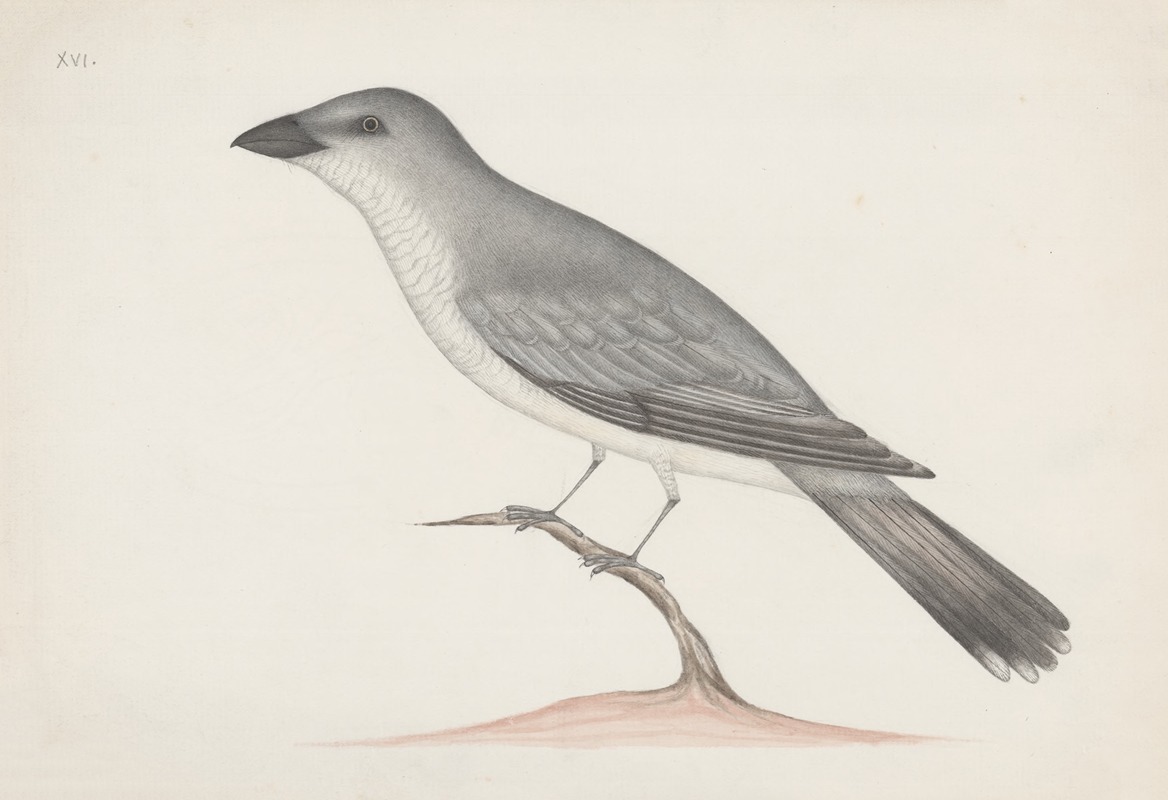 Anonymous - Indian birds Pl.15