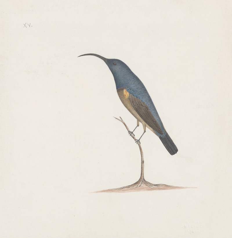Anonymous - Indian birds Pl.16