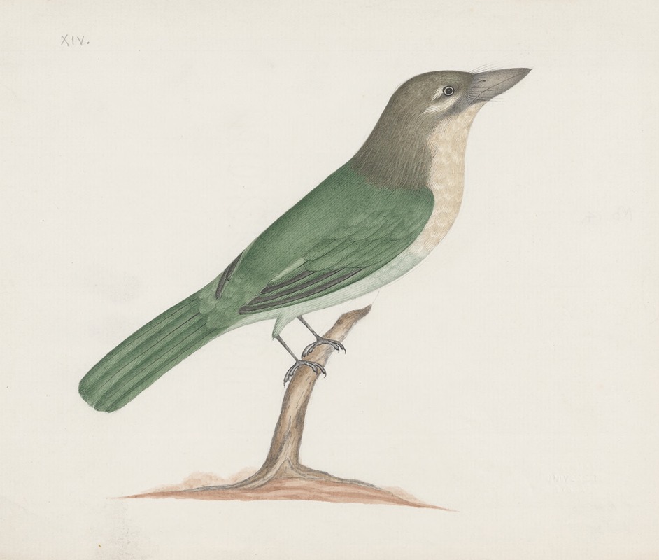 Anonymous - Indian birds Pl.17