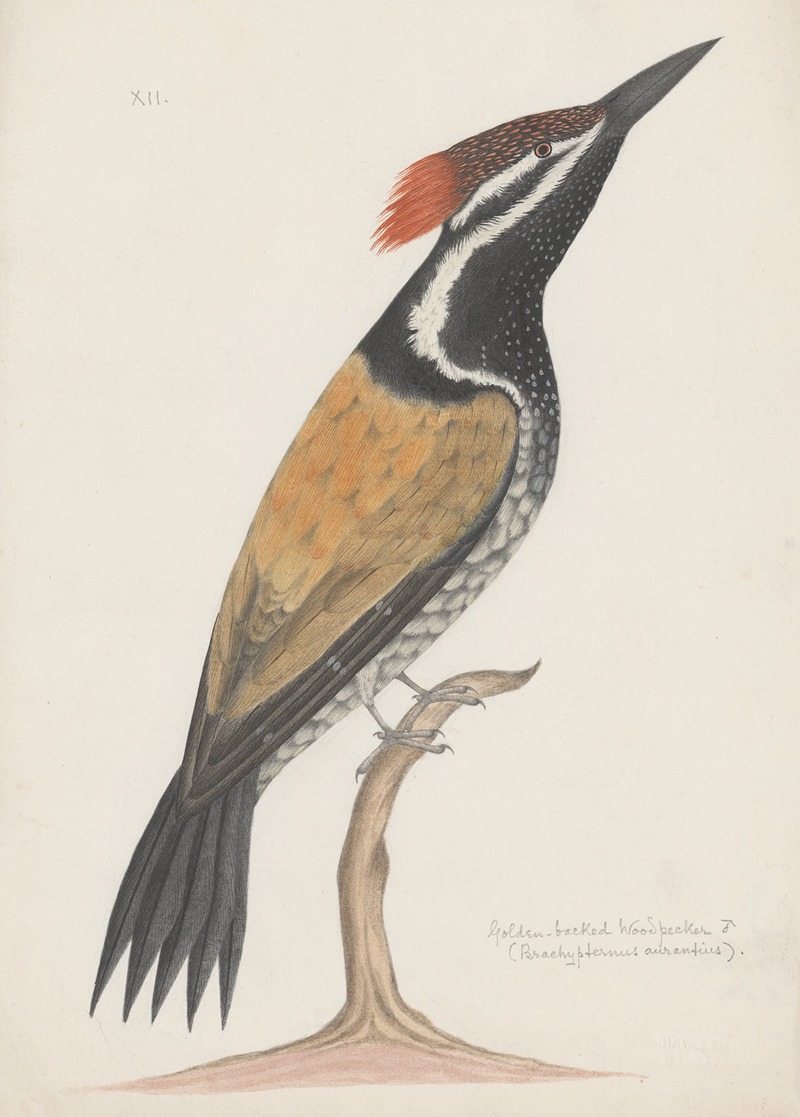 Anonymous - Indian birds Pl.19