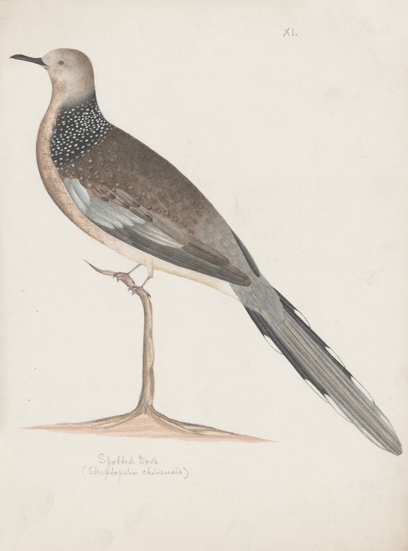 Anonymous - Indian birds Pl.20