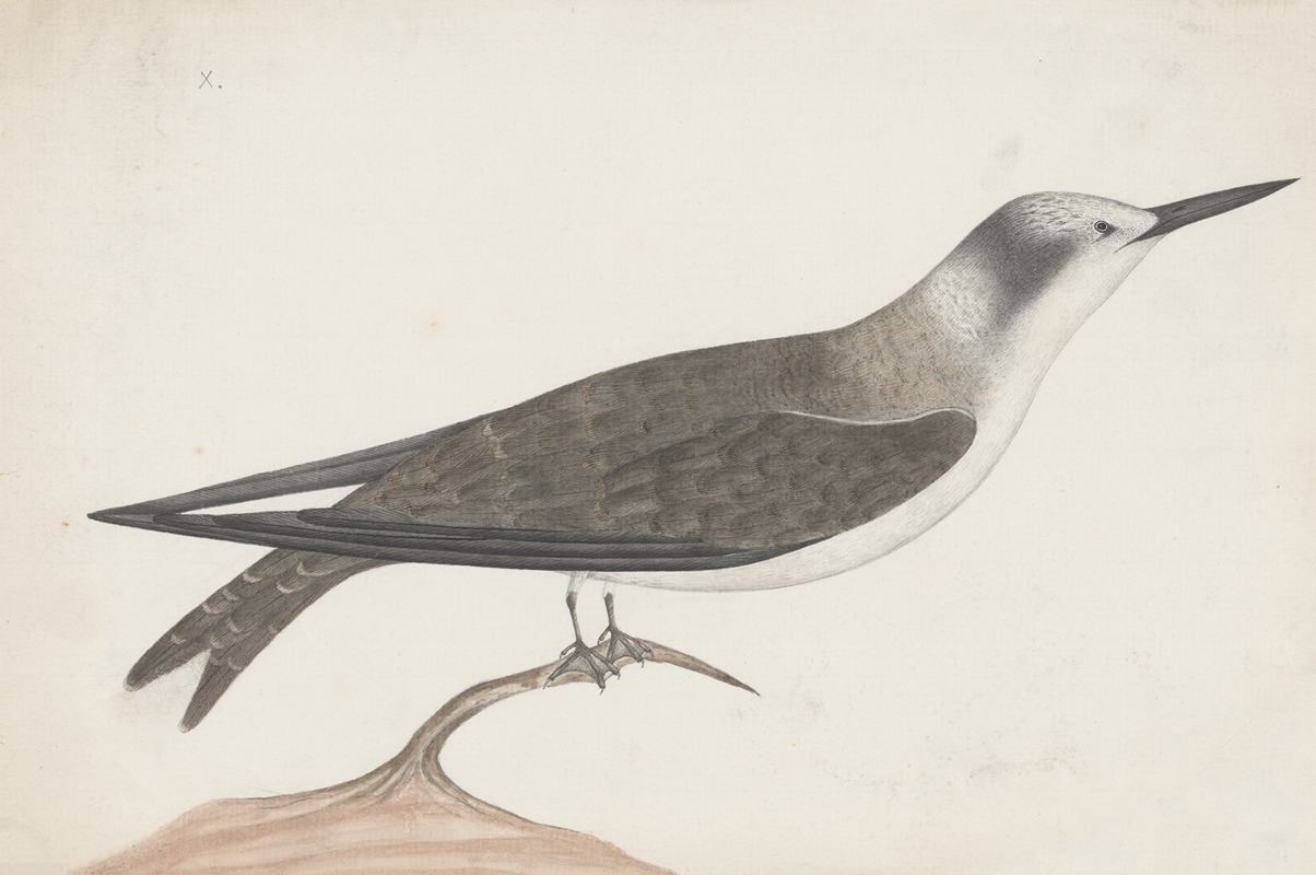 Anonymous - Indian birds Pl.21