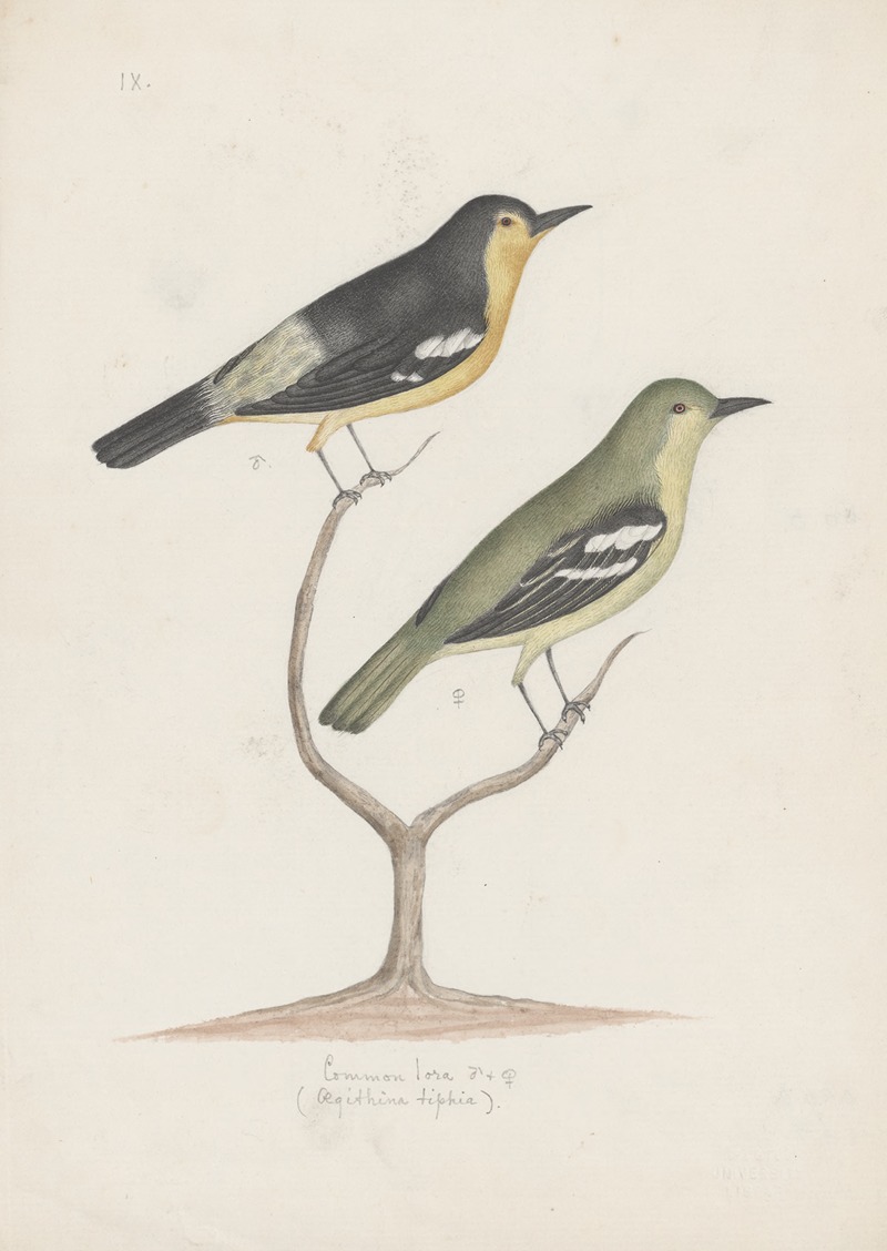 Anonymous - Indian birds Pl.22