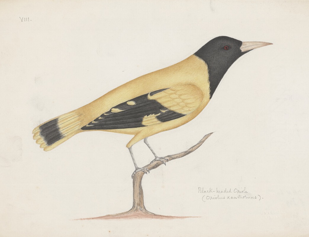 Anonymous - Indian birds Pl.23