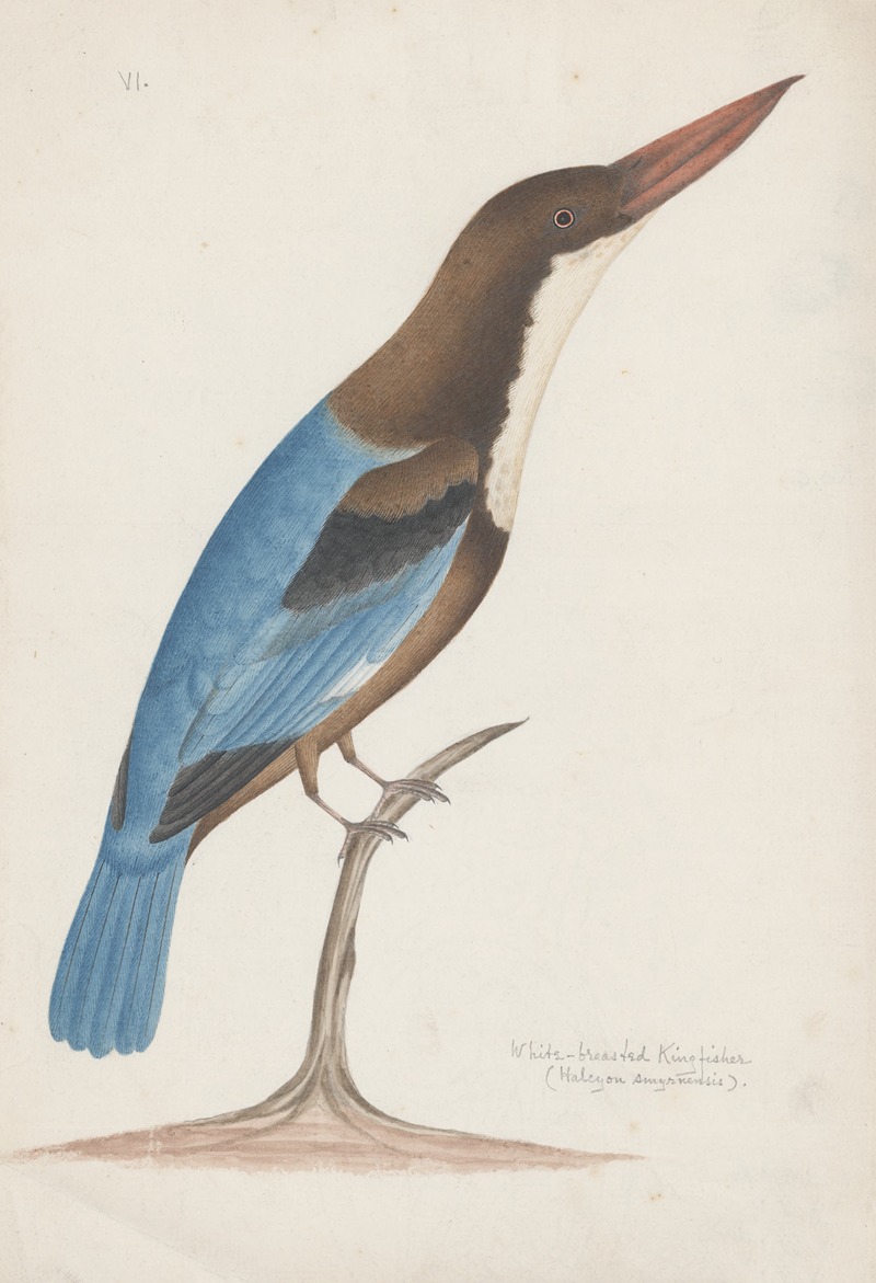 Anonymous - Indian birds Pl.25