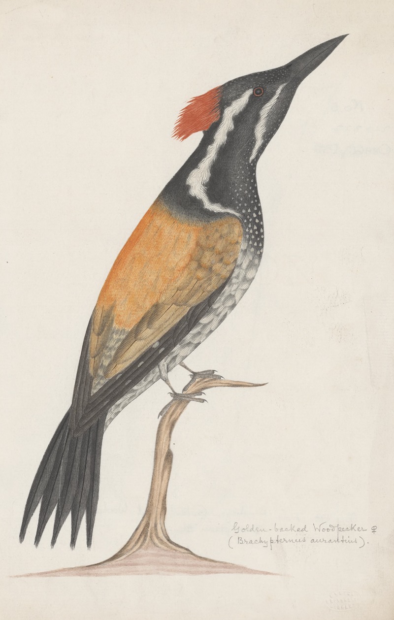 Anonymous - Indian birds Pl.26
