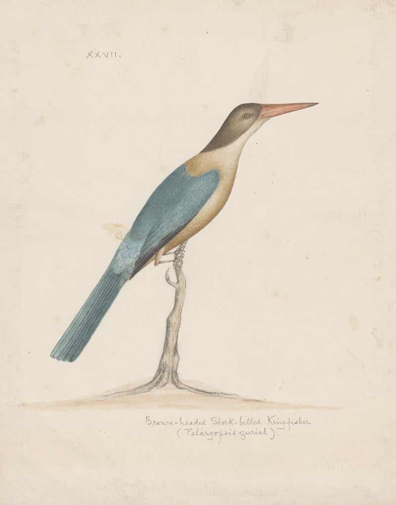Anonymous - Indian birds Pl.27