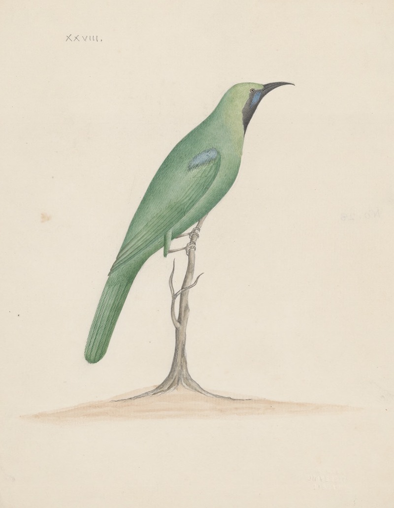 Anonymous - Indian birds Pl.28